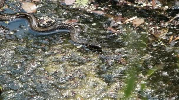 Had v bažinatých houštinách a vodních řasách, zblízka, had v řece — Stock video