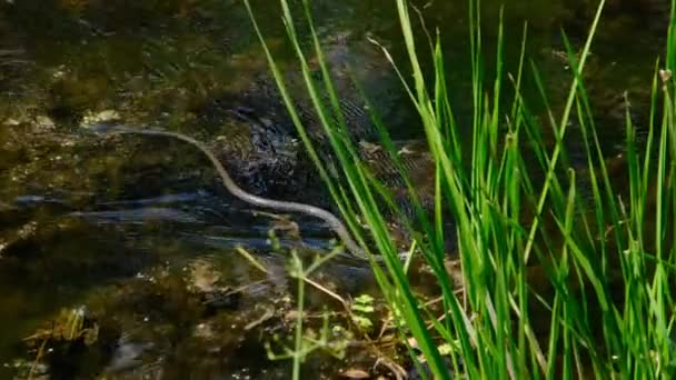 Had v bažinatých houštinách a vodních řasách, zblízka, had v řece — Stock video