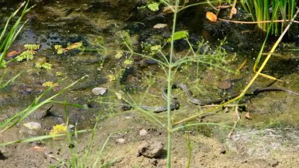 蛇爬行沿河岸通过沼泽灌丛和藻类，特写 — 图库视频影像