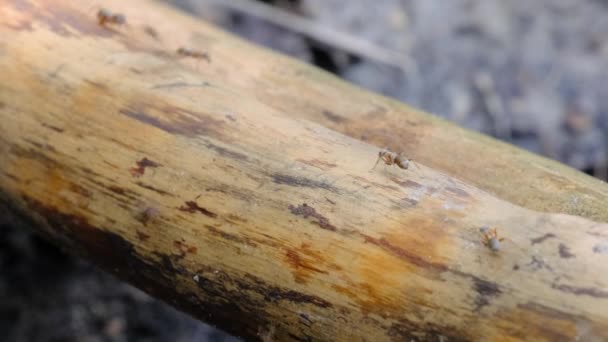 Um monte de formigas estão se movendo em uma vara sobre um penhasco no chão, Close-Up — Vídeo de Stock
