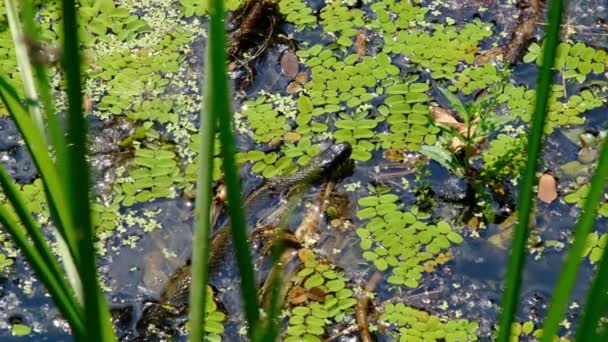 Φίδι σε κουβάδες και άλγη νερού, Close-up, ερπετό στον ποταμό — Αρχείο Βίντεο