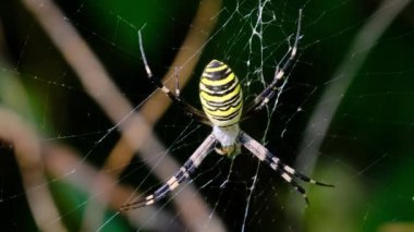 Ormandaki Yeşil Doğa 'nın Arkaplanına Karşı Bir Web' de Büyük Örümcek Yakın Çekimi