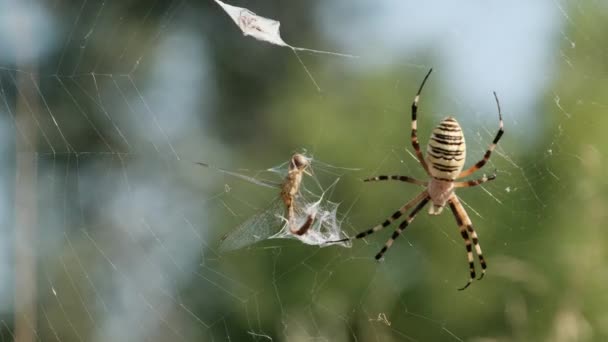 Spider vangt een libel in een web en wikkelt het in Cocoon, Slow Motion — Stockvideo