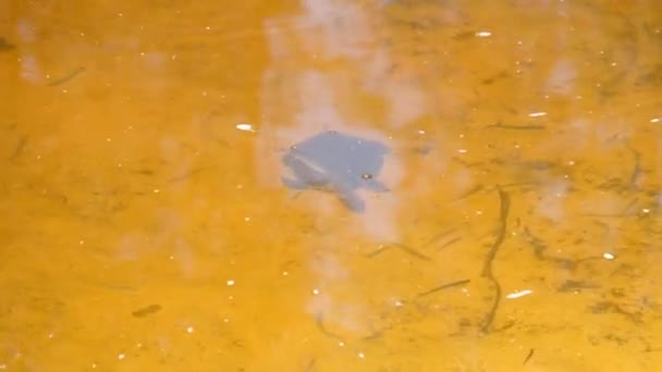 River Turtle Swims Underwater in the Pond above the Yellow Sand — Stock Video