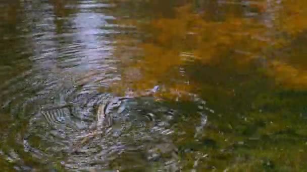 Snake Swims di Sungai melalui Thickets Swamp dan Algae, Close-up. — Stok Video