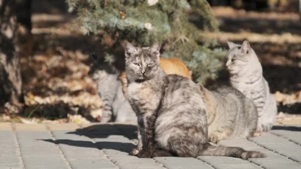 Mange bortkomne katter sitter sammen i en offentlig park i naturen. Langsom bevegelse. – stockvideo