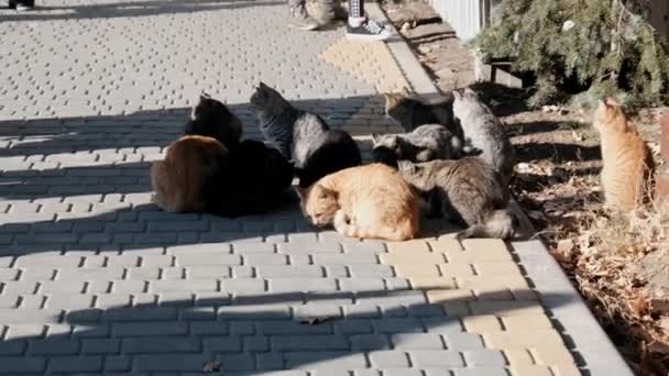 Багато скажених котів сидять разом у громадському парку в природі, повільному русі — стокове відео