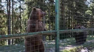 Kahverengi Ayılar Bir Hayvanat Bahçesinde Çitin Arkasında Kalkıyor