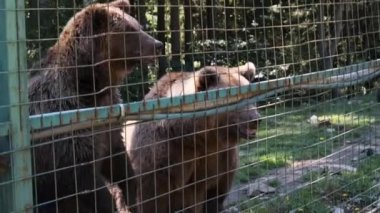 Kahverengi Ayılar Bir Hayvanat Bahçesinde Çitin Arkasında Kalkıyor