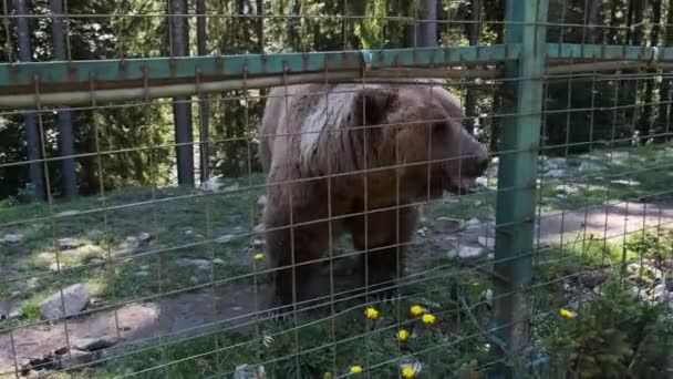 Brązowe Niedźwiedzie spacerujące w rezerwacie za płotem w letni dzień — Wideo stockowe