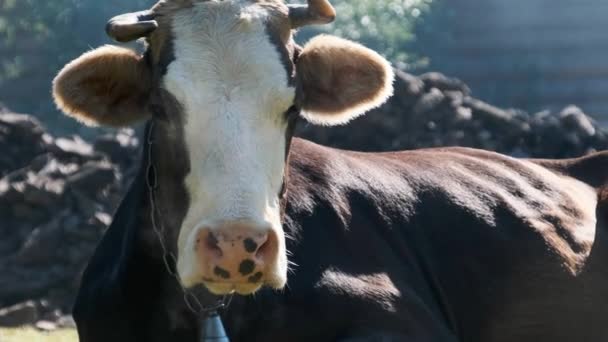 Kráva leží na trávníku a hledí do kamery a vydechuje páru z nosních dírek — Stock video