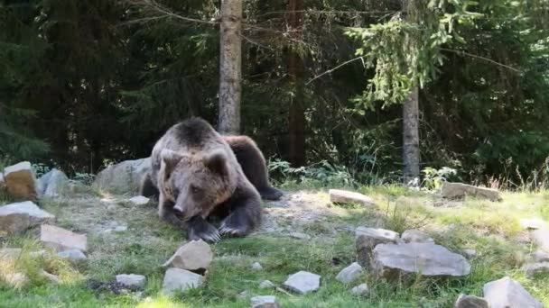 Brown Bear Lies in the Wild Forest on a Summer Day – Stock-video
