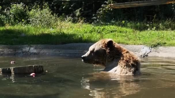 Medvěd hnědý hraje v rybníku v rezervaci a zábavné koupání ve vodě — Stock video