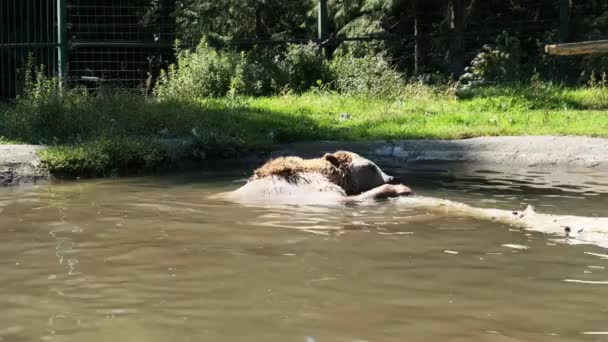 Kahverengi ayı gölde oynar ve suda komik bir yüzüş yapar. — Stok video