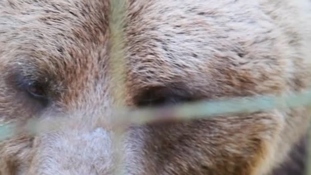 Brown Bear Lies in the Wild Forest on a Summer Day — 图库视频影像