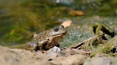 Kurbağa Nehrin Kıyısında Oturuyor, Aşırı Yaklaş, Kurbağa Portresi