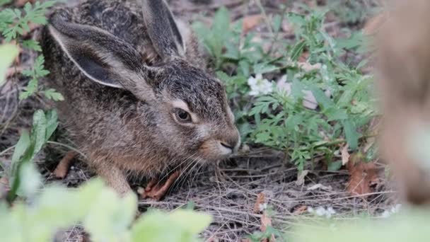 Lepre Selvatica è seduta tra i cespugli, Primo Piano, Coniglio Grigio sedersi nella foresta — Video Stock