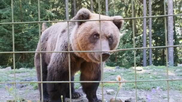 Medvědi hnědí kráčejí v rezervě za plotem v letní den — Stock video