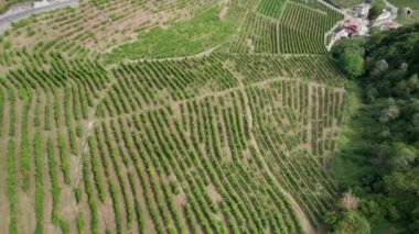 İtalya 'nın tepelerindeki üzüm bağlarının hava manzarası, büyüyen üzüm bağları.