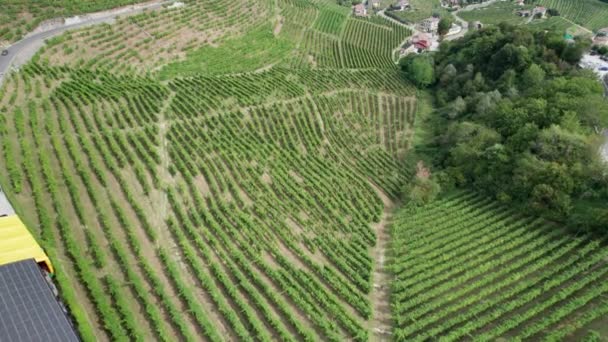 Vista aérea de los campos de viñedos en las colinas de Italia, Creciendo filas de uvas — Vídeos de Stock