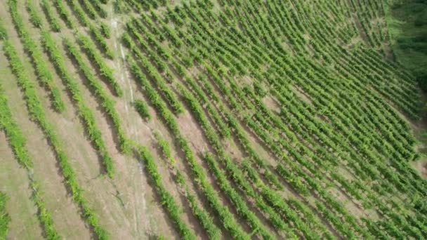 Veduta aerea dei Campi della Vigna sulle Colline in Italia, Righe Crescenti di Uva — Video Stock