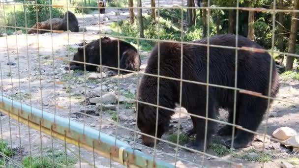 Bruine beren Wandelen in het reservaat achter de hekken op een zomerse dag — Stockvideo