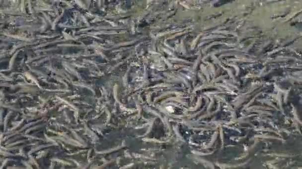 Large Flock of Small Fish Swims near the Water Surface and Eats Bread in Lake — Video Stock