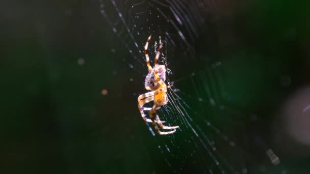 Spider Araneus zblízka na webu na pozadí zelené přírody — Stock video