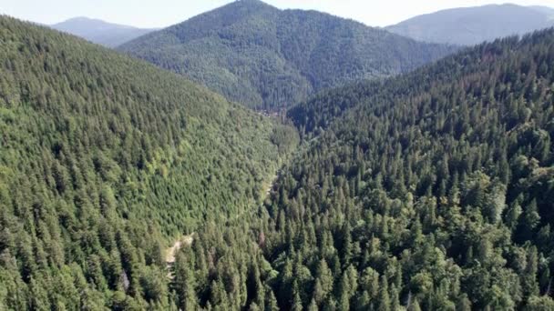 Panoramic Aerial View of the Carpathian Mountains with a Dense Green Pine Forest — 图库视频影像