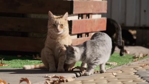 Mange hjemløse katter sitter sammen i en offentlig park i naturen. Langsom bevegelse. – stockvideo