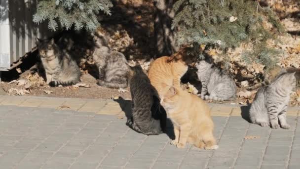 Muitos gatos rasteiros estão sentados juntos em um parque público na natureza, câmera lenta — Vídeo de Stock