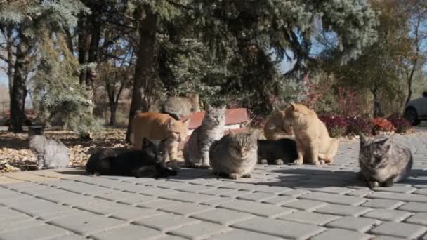 Muchos gatos callejeros están sentados juntos en un parque público en la naturaleza, en cámara lenta — Vídeos de Stock