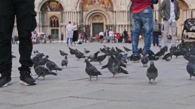 Piazza San Marco 'da Bir Çok Güvercin Yavaş Çekimde, İnsanlar Güvercinleri Besliyor