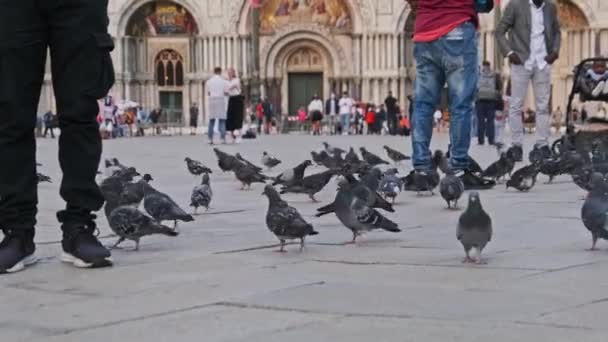 Много голубей в медленном движении на площади Сан-Марко, толпа людей кормит голубей — стоковое видео