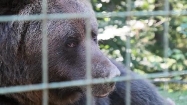 L'ours brun repose dans la forêt sauvage un jour d'été — Video