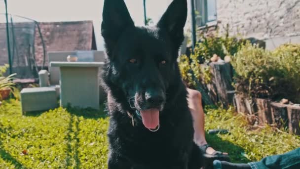 Retrato del perro pastor inteligente sentado en el césped verde del patio trasero, verano — Vídeos de Stock