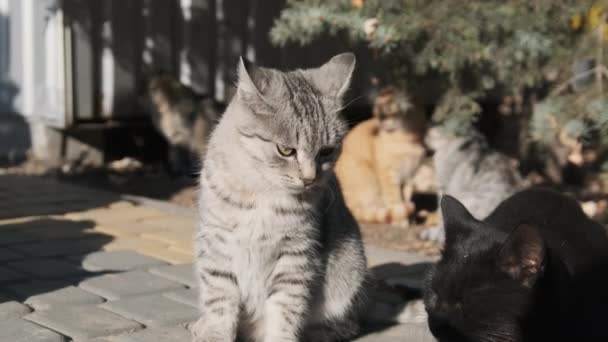 Många herrelösa katter sitter tillsammans i en offentlig park i naturen, Slow Motion — Stockvideo