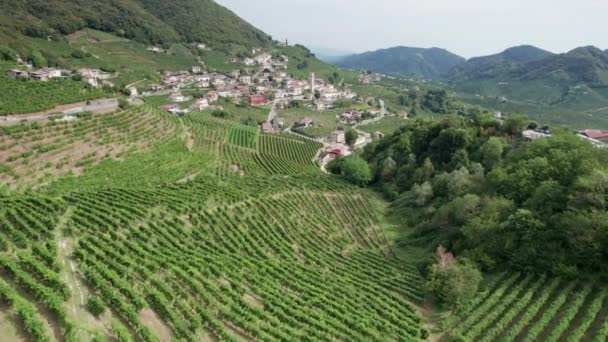 Veduta aerea dei Campi della Vigna sulle Colline in Italia, Righe Crescenti di Uva — Video Stock