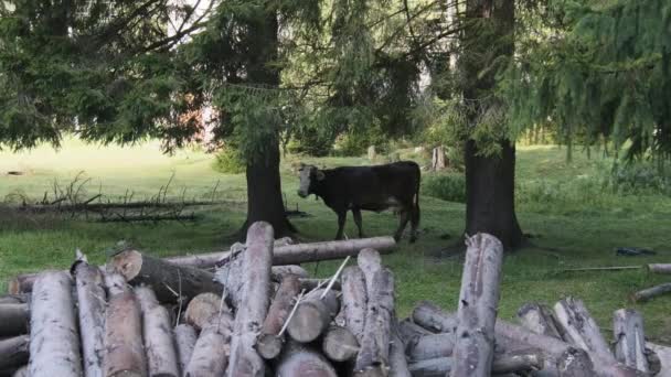 Hnědá kráva pasoucí se na zelené, ekologicky šetrné pastvině — Stock video
