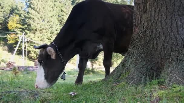 Braune Kuh grast auf einer grünen, umweltfreundlichen Weide — Stockvideo