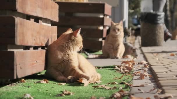 Muitos gatos rasteiros estão sentados juntos em um parque público na natureza, câmera lenta — Vídeo de Stock