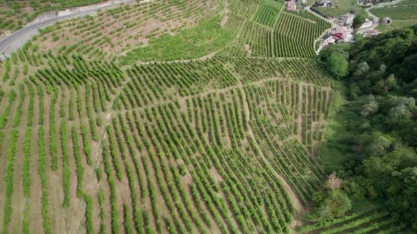 Vista aérea de los campos de viñedos en las colinas de Italia, Creciendo filas de uvas — Vídeo de stock