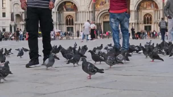 Spousta holubů v pomalém pohybu na Piazza San Marco, dav lidí krmí holubice — Stock video