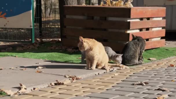 Viele heimatlose Katzen sitzen zusammen in einem öffentlichen Park in der Natur, Zeitlupe — Stockvideo