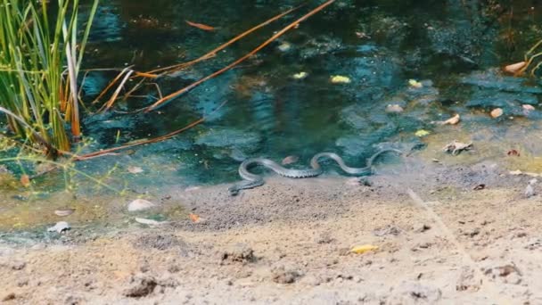 Orm kryper längs floden banken, huggorm i vattnet — Stockvideo