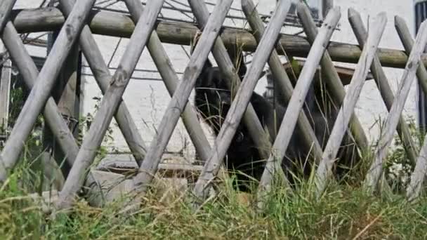 Cão doméstico de raça pastor atrás de uma cerca de madeira no quintal olha para a câmera — Vídeo de Stock