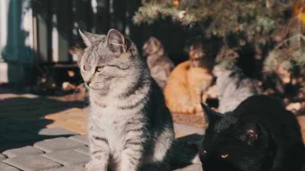 Многие бродячие кошки сидят вместе в общественном парке в природе, медленное движение — стоковое видео
