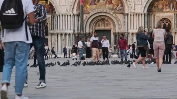 Spousta holubů v pomalém pohybu na Piazza San Marco, dav lidí krmí holubice — Stock video