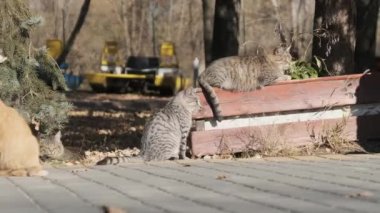 Bir çok sokak kedisi birlikte oturuyor Doğa 'da bir halk parkında, Yavaş Hareket