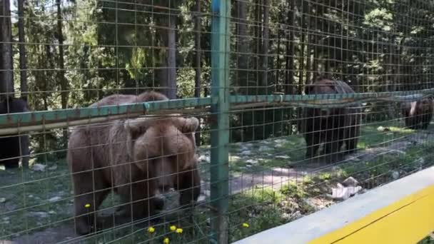 Brązowe Niedźwiedzie spacerujące w rezerwacie za płotem w letni dzień — Wideo stockowe